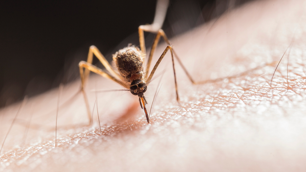 Insect écran - Anti-moustiques, insectes et après piqûres
