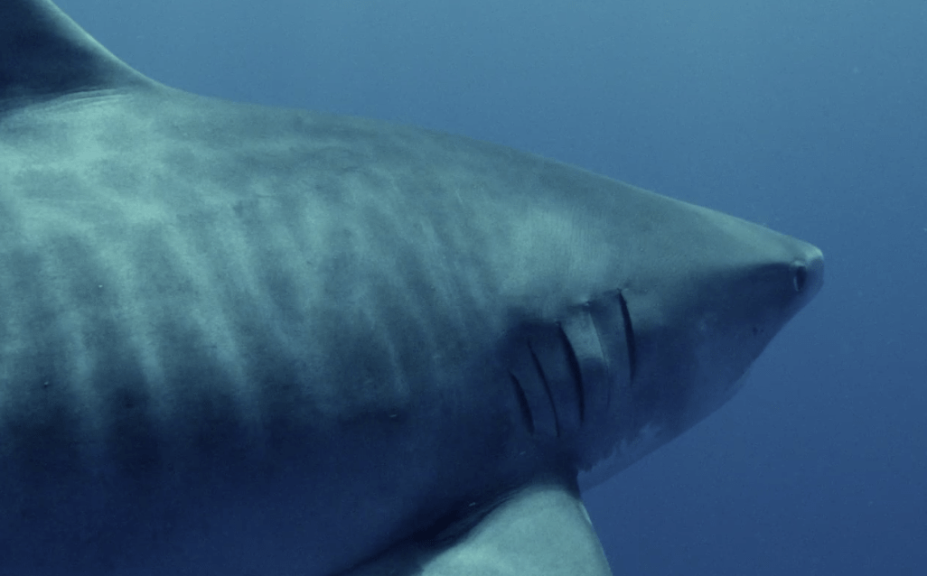 Conditions environnementales dégradées : Le Centre Sécurité Requin appelle  à la vigilance